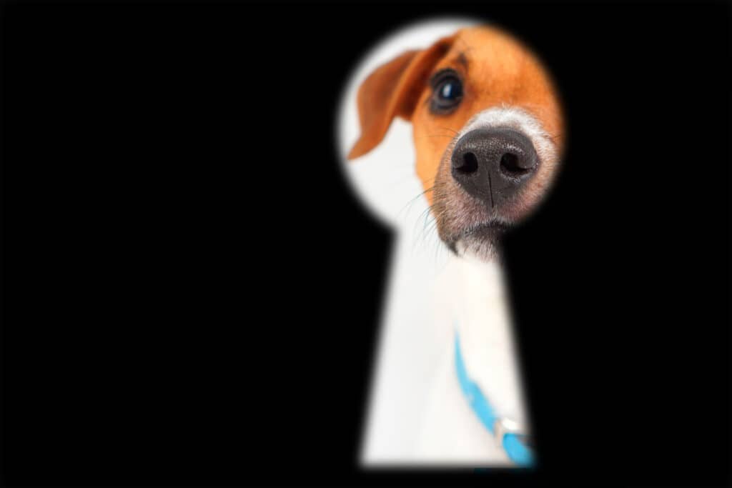 Counter-Surveillance and Security Awareness – Prevent Dog Theft